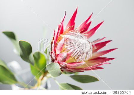 One large flower King Protea. Grows in South One large flower King Protea. Grows in South 39265704