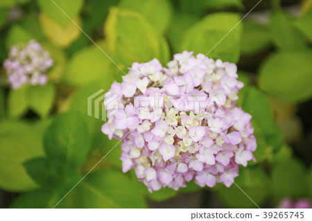 繡球 39265745