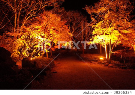 Lighting and illumination of beautiful winter cherry blossoms in the Japanese garden, light reflecting in the pond and night cherry blossoms, Gunma Sakurayama Park Lighting and illumination of beautiful winter cherry blossoms in the Japanese garden, light reflecting in the pond and night cherry blossoms, Gunma Sakurayama Park 39266384