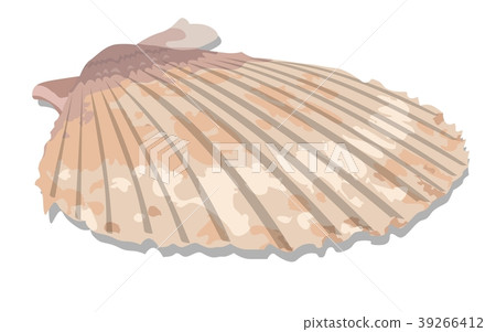Vector Seashell Vector Seashell 39266412