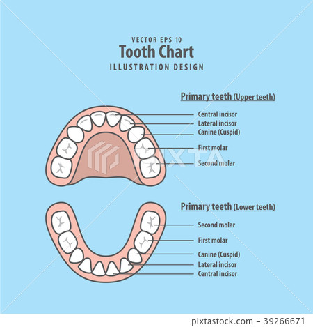 Tooth Chart Primary teeth illustration vector 39266671
