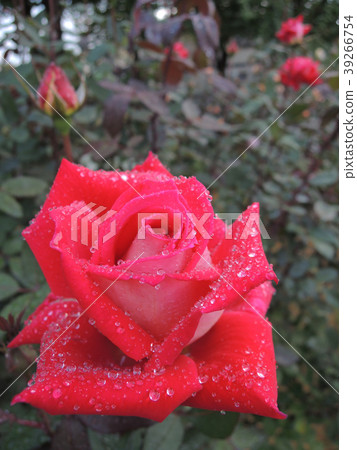 Roses Roses 39266754