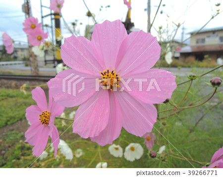 Early morning cosmos 39266771