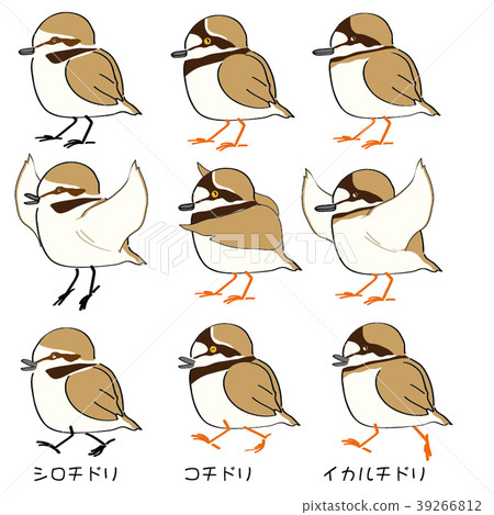 Plover companion 39266812
