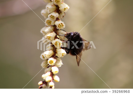 Black bumblebee 39266968