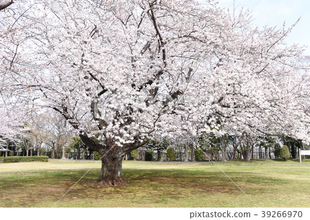 Ohiwa Castle Park 39266970