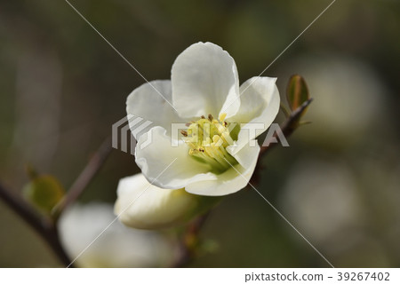 模糊 模糊 39267402