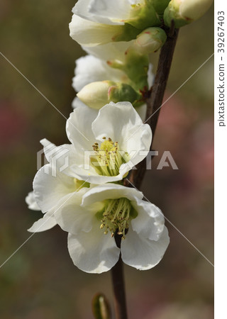 模糊 模糊 39267403