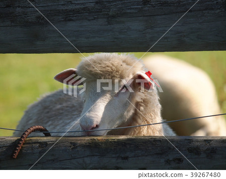 Sheep 39267480