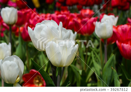 令人愉快的香,玫瑰花,甜花,草本香,香,深紅色的花,紫香 令人愉快的香,玫瑰花,甜花,草本香,香,深紅色的花,紫香 39267812