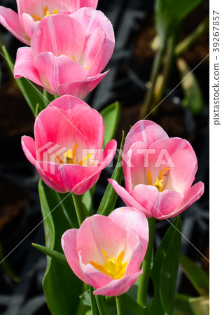 令人愉快的香，玫瑰花，甜花，草本香，香，深紅色的花，紫香 39267857