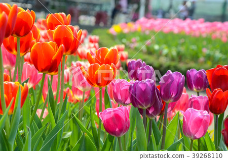 令人愉快的香，玫瑰花，甜花，草本香，香，深紅色的花，紫香 39268110