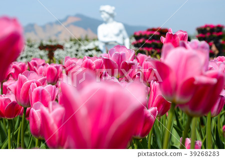 令人愉快的香，玫瑰花，甜花，草本香，香，深紅色的花，紫香 39268283