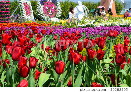 Delightful incense, rose flower, sweet flower, herbaceous incense, incense, crimson flower, purple incense Delightful incense, rose flower, sweet flower, herbaceous incense, incense, crimson flower, purple incense 39268305