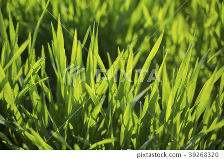 大麥幼葉 大麥幼葉 39268320