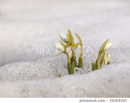 Snowdrop telling the spring 39269385