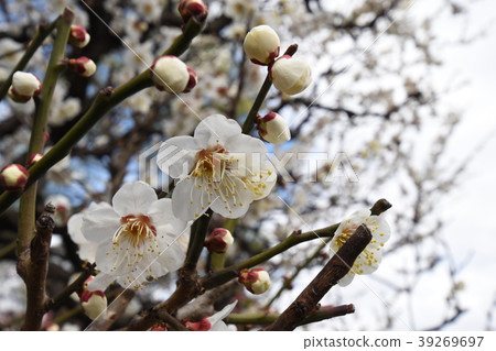 梅花等春天 梅花等春天 39269697
