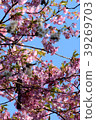 白尾小雞和kanzakura 39269703