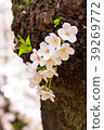 Cherry Blossoms	 39269772