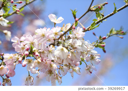 Cherry Blossoms Cherry Blossoms 39269917