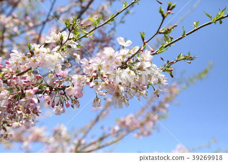 Cherry Blossoms Cherry Blossoms 39269918