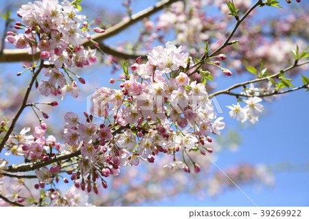 Cherry Blossoms Cherry Blossoms 39269922