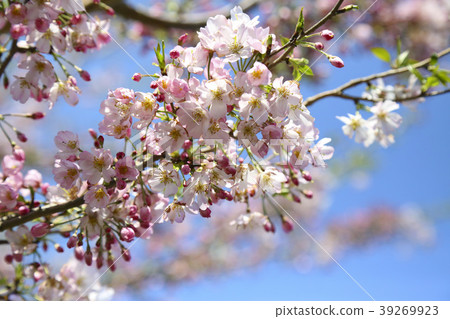 Cherry Blossoms Cherry Blossoms 39269923