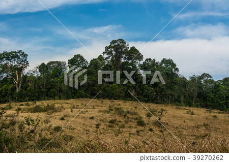 landscape of  Meadow with tree ,in Thailand 39270262