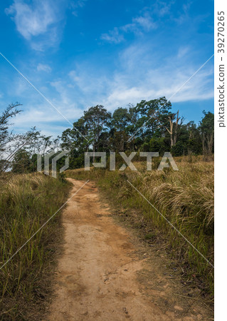 landscape of  Meadow with tree ,in Thailand 39270265