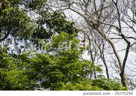 Gibbons in the forest , Khao Yai National Park   39270299