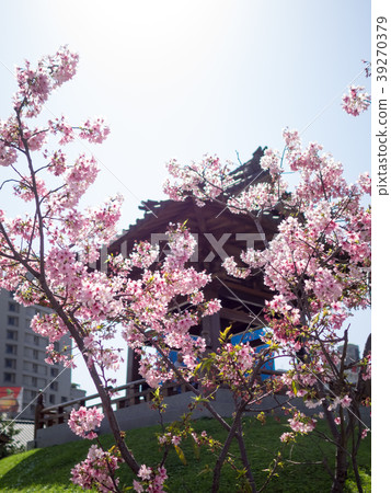 櫻花 39270379