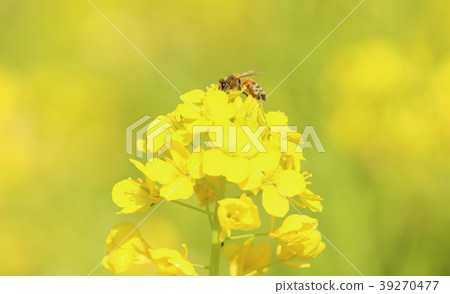 Rape blossoms and bees cc 39270477