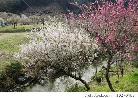 小菩薩河紅色白色李子開花 39270495