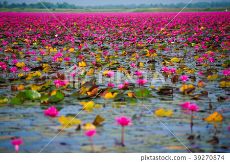 Beautiful pink lotus flowers Beautiful pink lotus flowers 39270874