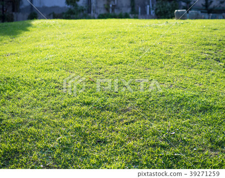 Green meadow Green meadow 39271259