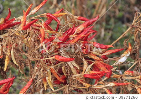 Capsicum during drying Capsicum during drying 39271260