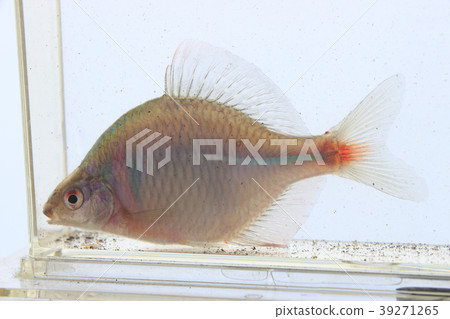 Taiwik Ballatanago (adult fish) Taiwik Ballatanago (adult fish) 39271265
