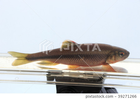 Kawamutsu (male) Kawamutsu (male) 39271266