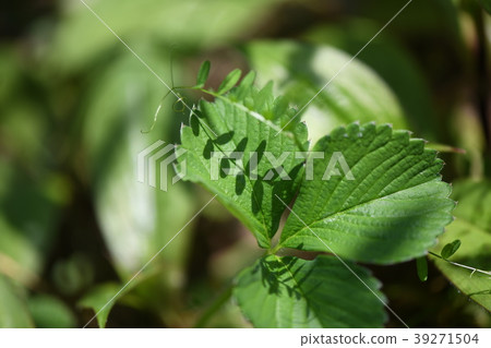 Shadow of leaves 39271504