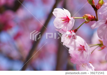 可愛的櫻花框架7的集合 可愛的櫻花框架7的集合 39271541