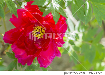 按鍵 按鍵 39271724