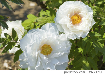 Peony Peony 39271741