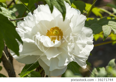 Peony 39271744