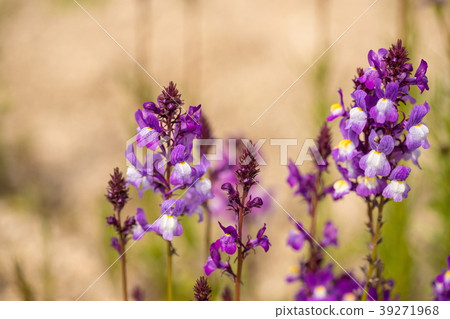 紫色金魚草 39271968