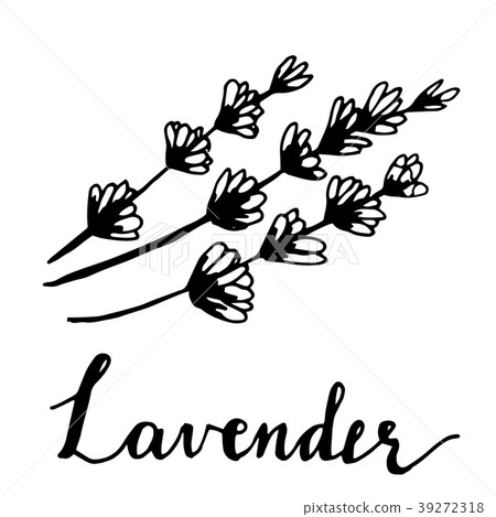 Beautiful vector hand drawn lavender tea herb 39272318