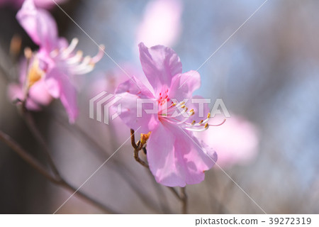 Yashiro Azalea 39272319