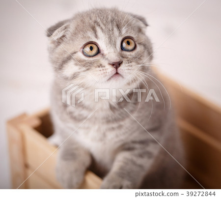 Lop-eared kitten, Scotland cat Lop-eared kitten, Scotland cat 39272844