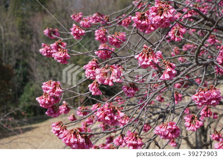 Hikanzakura盛開(Hikanzakura /新年櫻花/台灣櫻花) Hikanzakura盛開(Hikanzakura /新年櫻花/台灣櫻花) 39272903