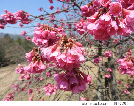 Hikanzakura盛開(Hikanzakura /新年櫻花/台灣櫻花) Hikanzakura盛開(Hikanzakura /新年櫻花/台灣櫻花) 39272904