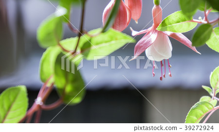 Blooming bell flower lantern flower dancing flower Blooming bell flower lantern flower dancing flower 39272924